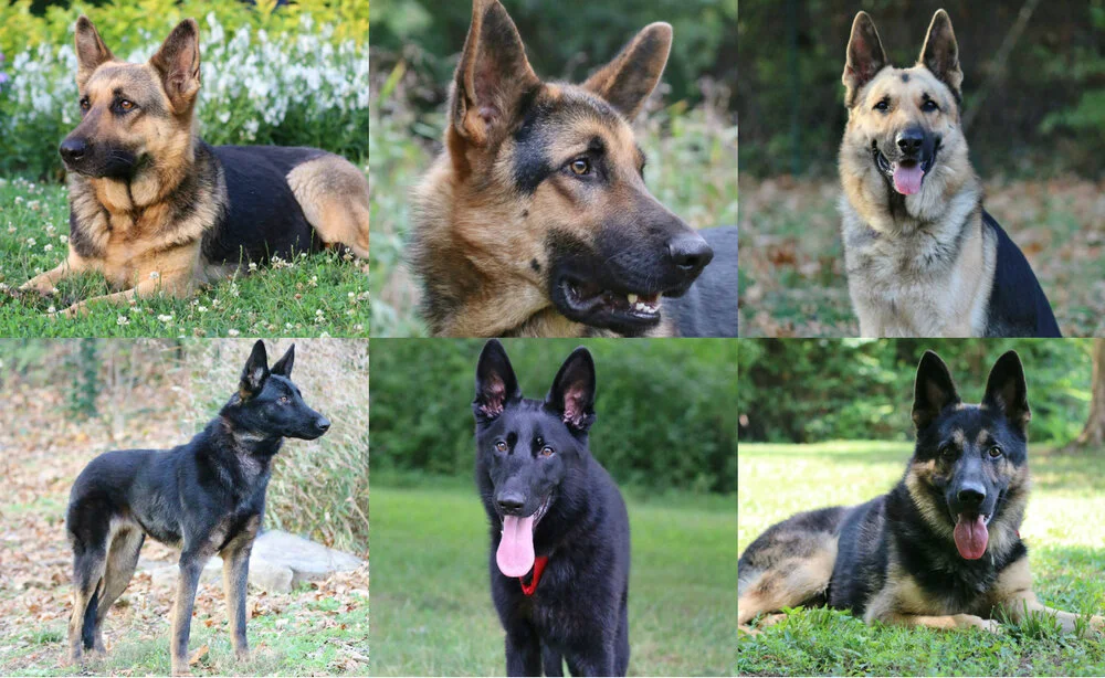 German shepherds needing homes 2025